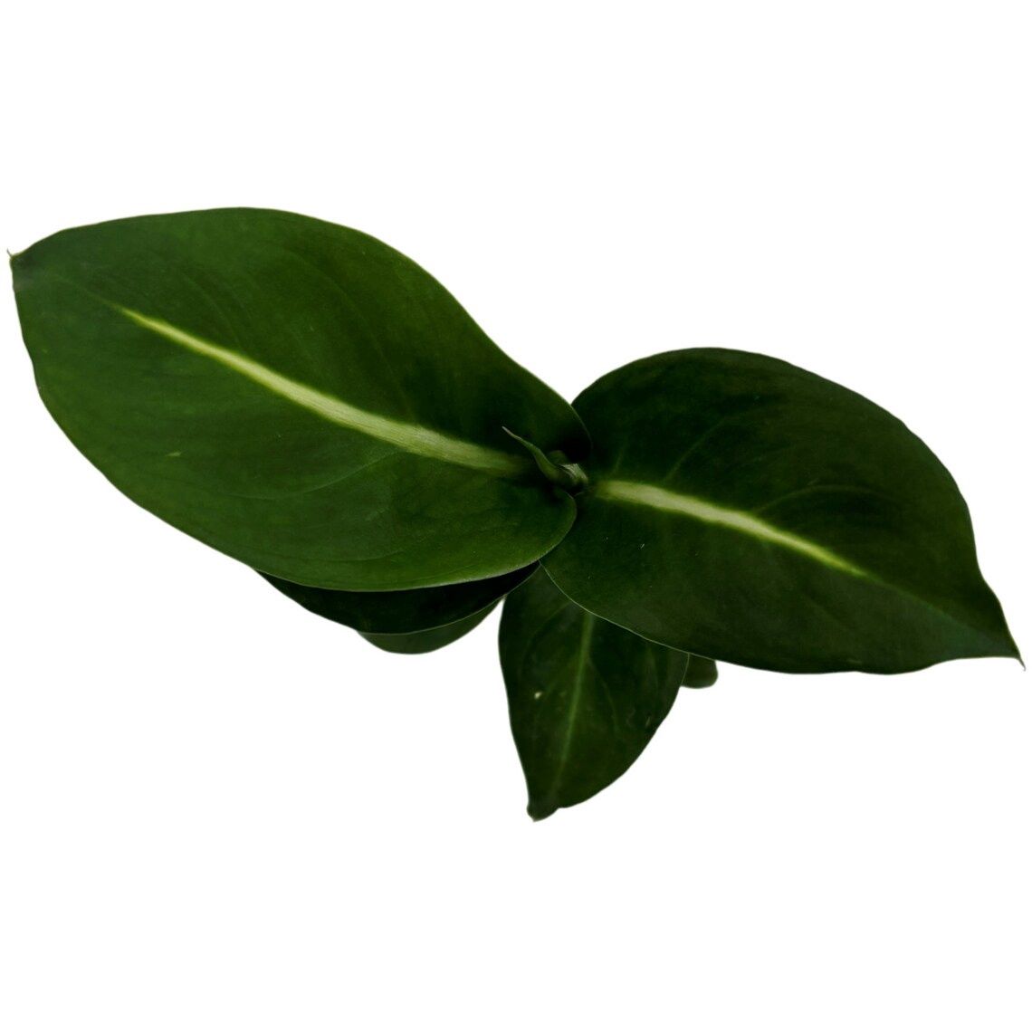 Dieffenbachia Green Magic