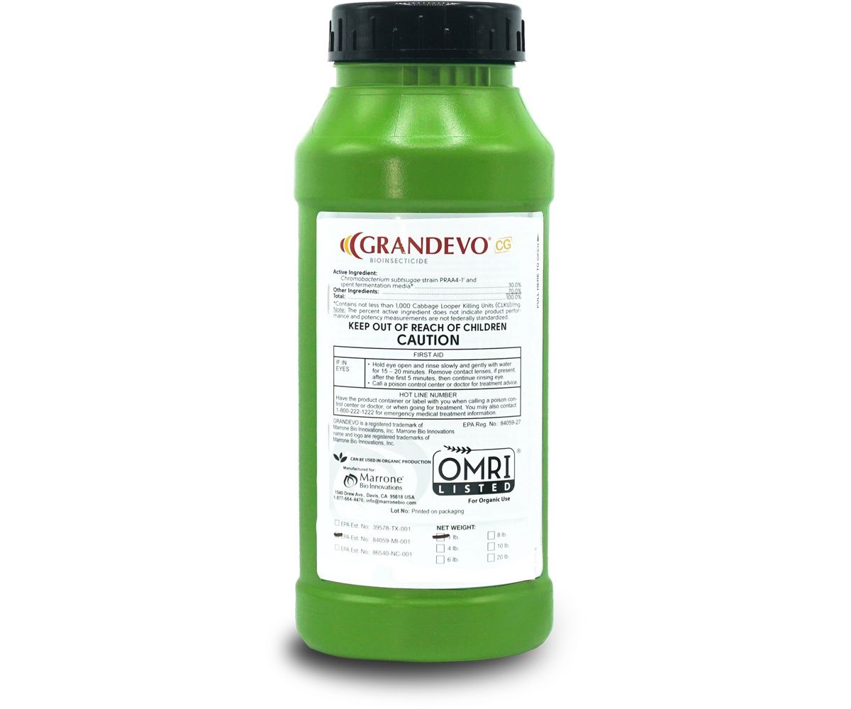 Marrone Bio Grandevo CG