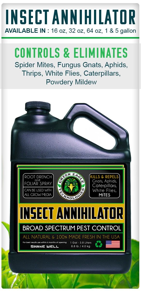 Insect Annihilator