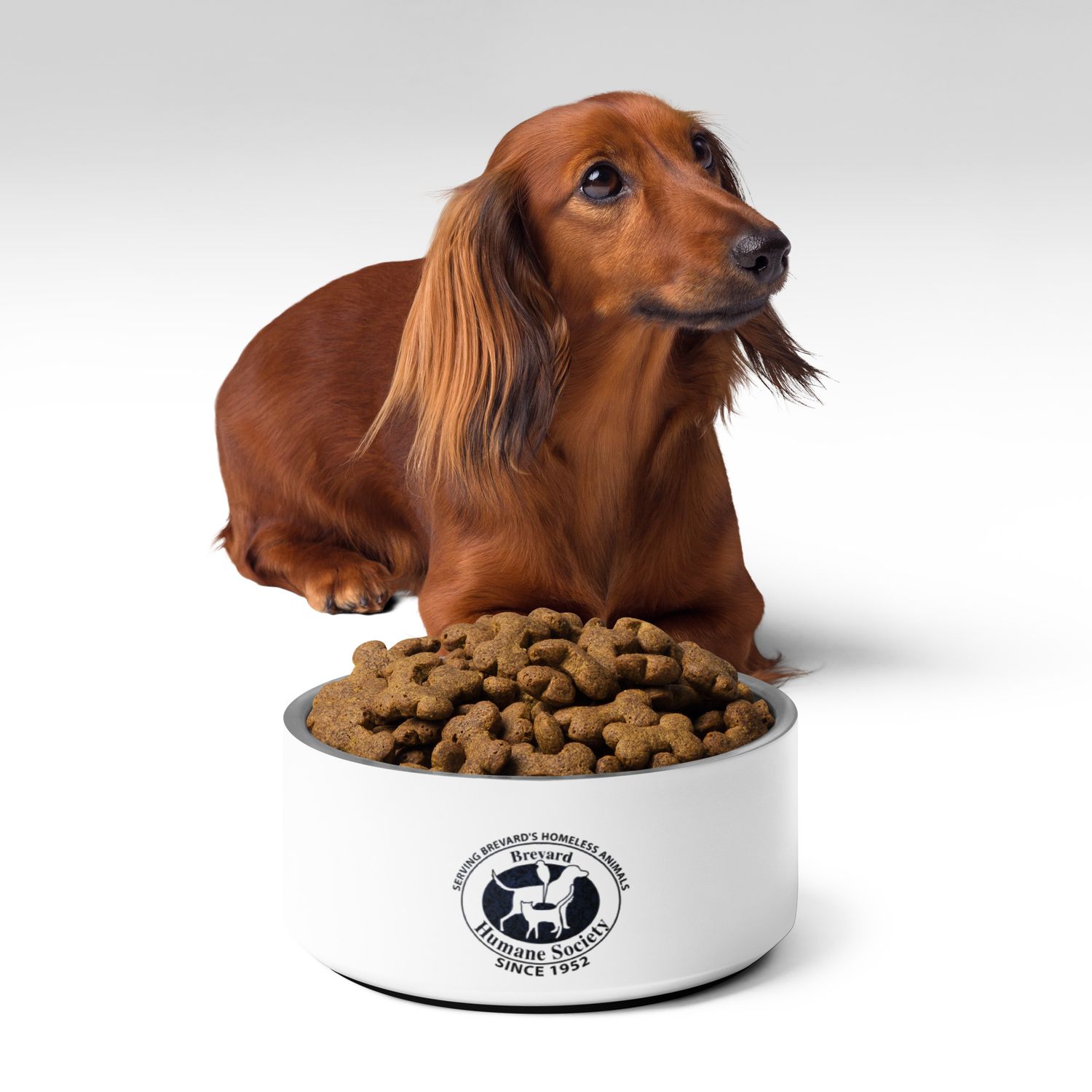 Pet bowl