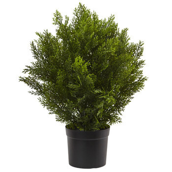 2’ Cedar Bush (Indoor/Outdoor)