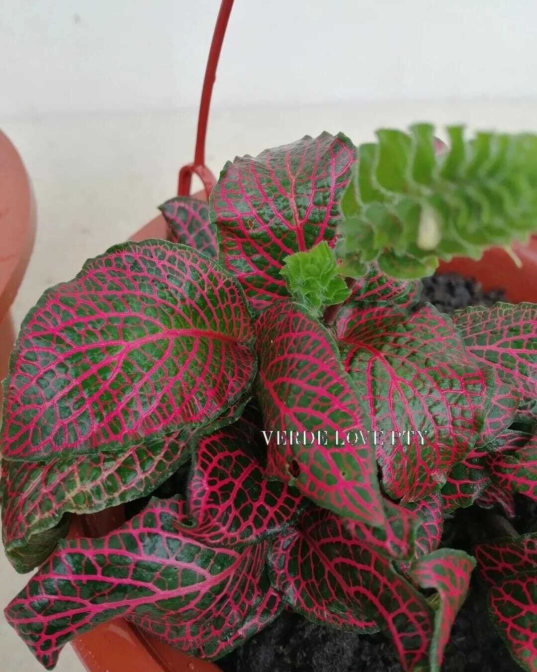 Fittonia Roja y Fittonia Pink