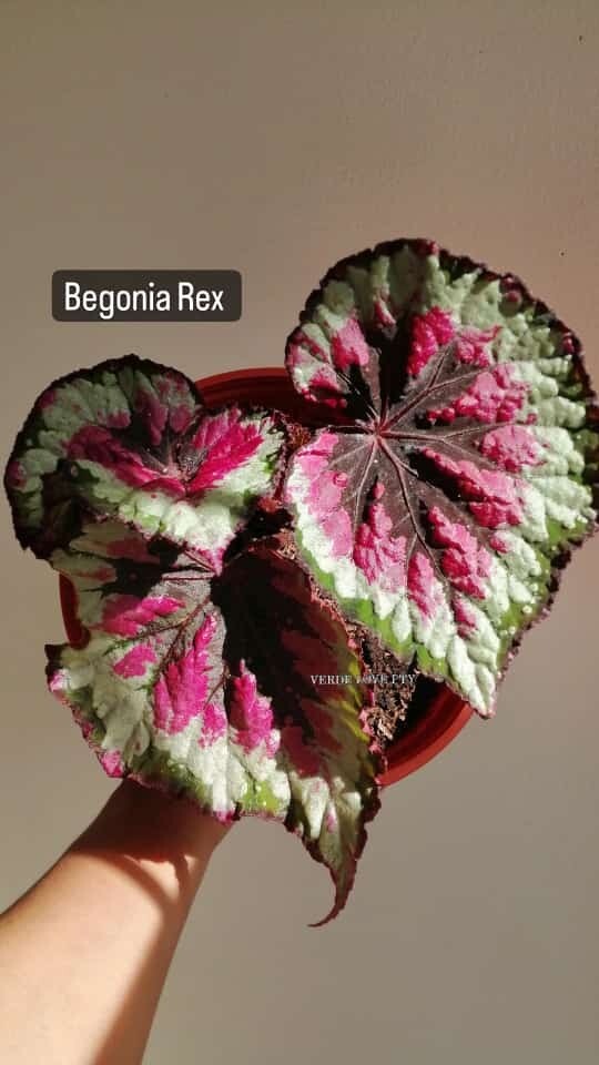Begonia Rex