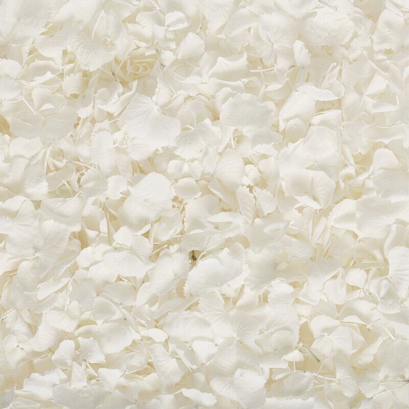 White Hydrangea
