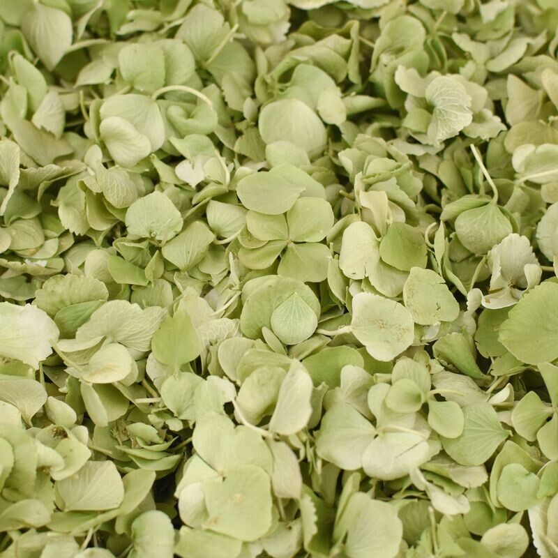 Green Hydrangea