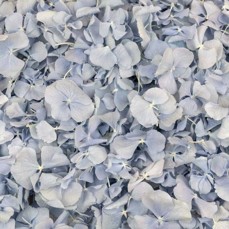 Blue Hydrangea
