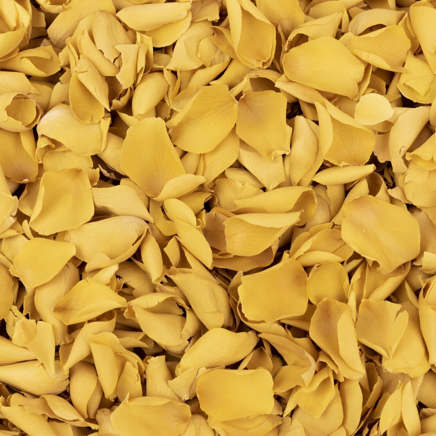 Yellow Rose Petals