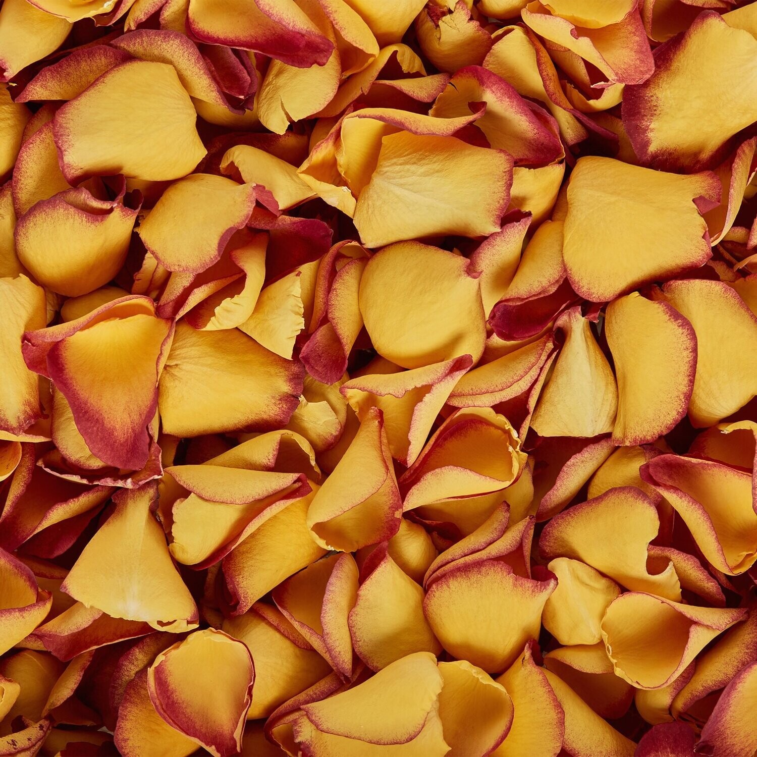 Sunset Kiss Rose Petals