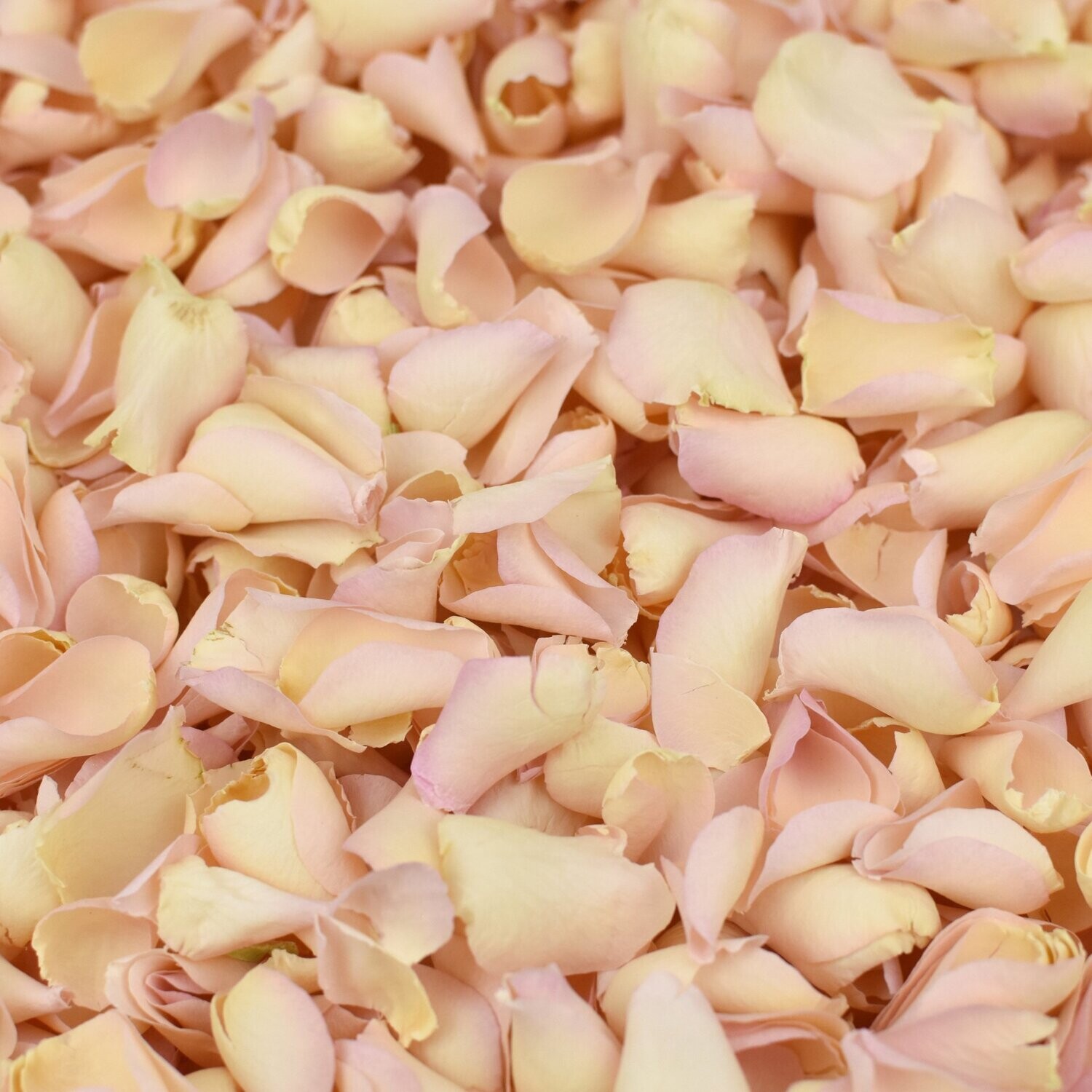 Palest Pink Rose Petals
