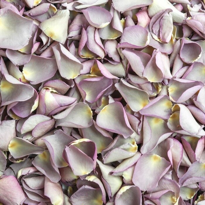 Lavender Rose Petals