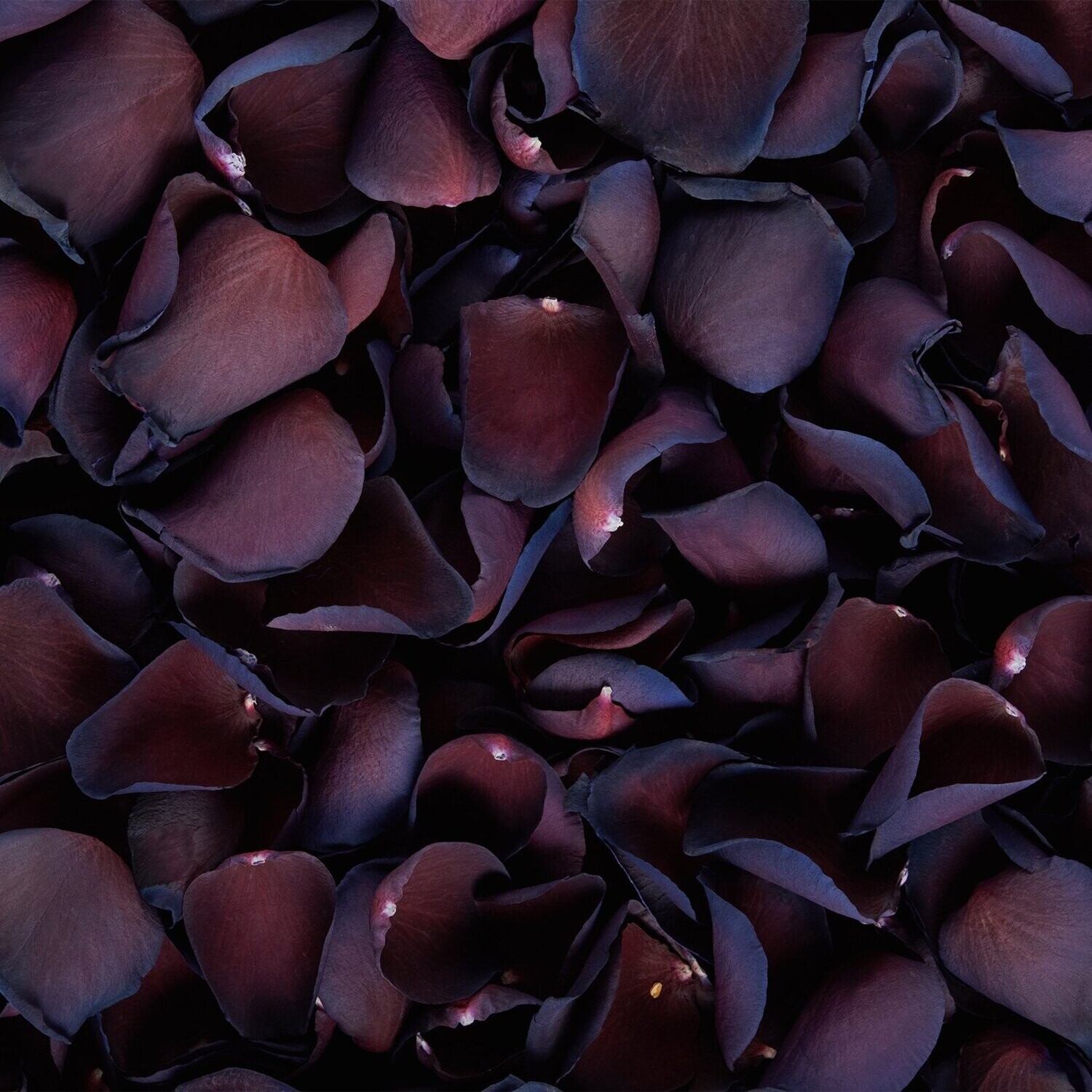 Mulberry (Dyed) Rose Petals