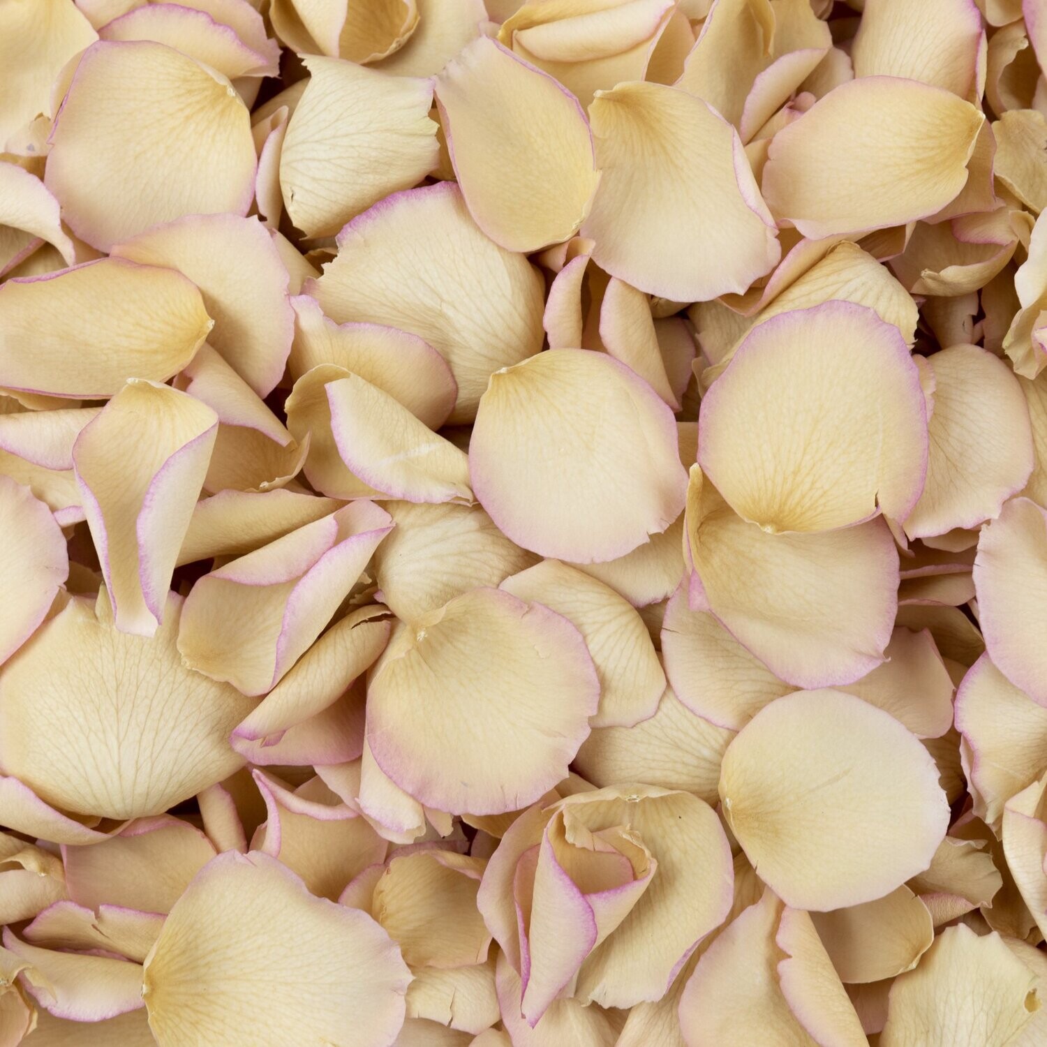 Ivory Pink Edge Petals