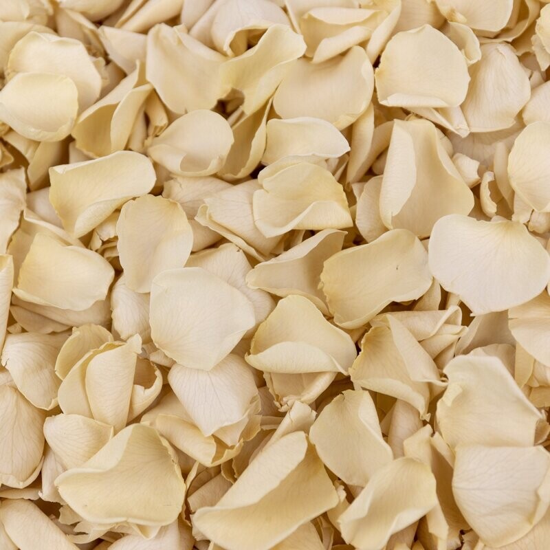 Cream Petals