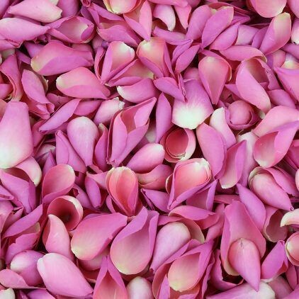 Dark Pink Rose Petals
