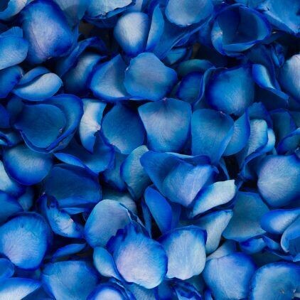 Blue (dyed) Rose Petals