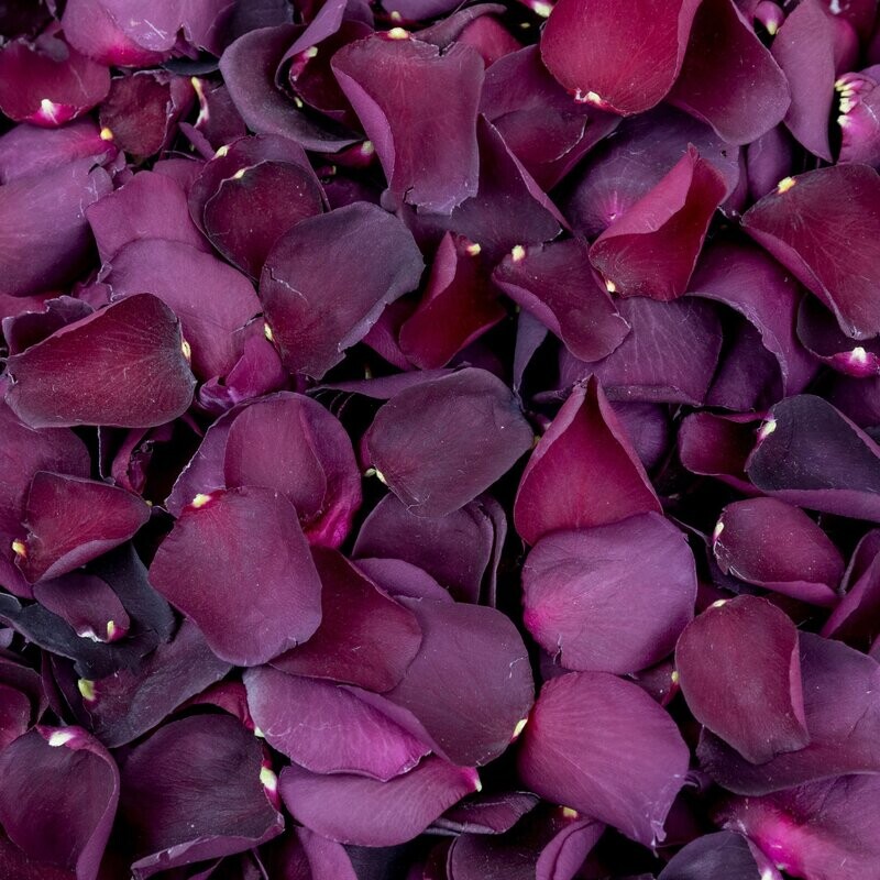 Burgundy Rose Petals