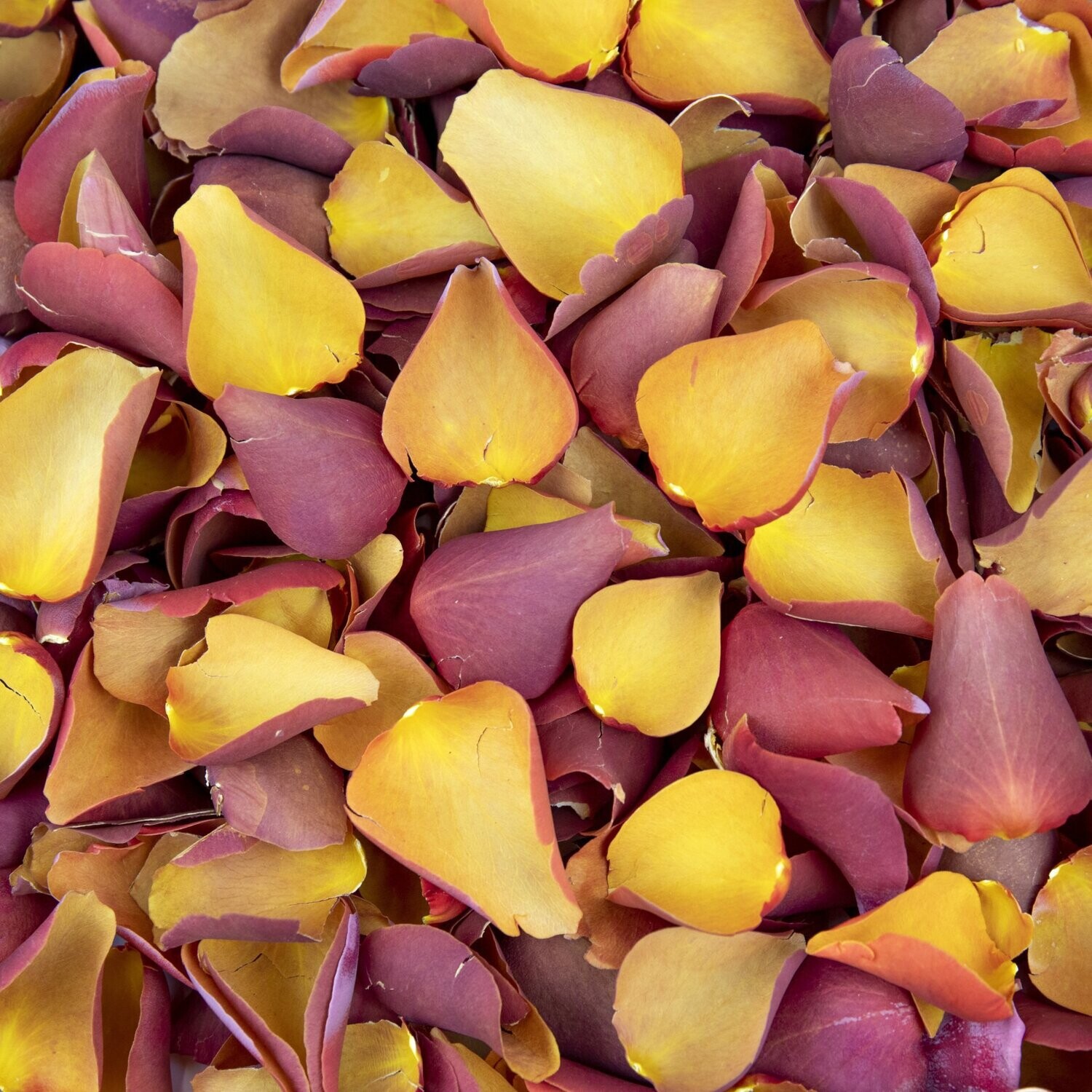Caramel Gold Rose Petals