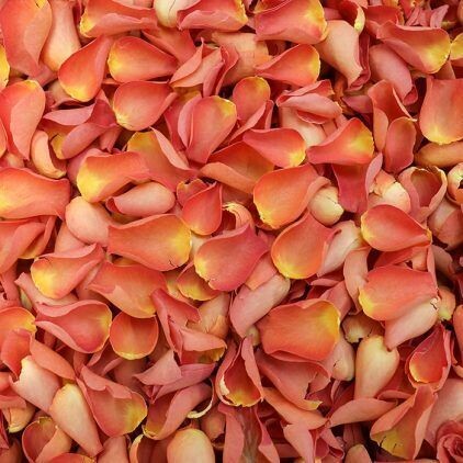 Burnt Orange Rose Petals