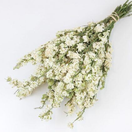 White Delphinium Bunch
