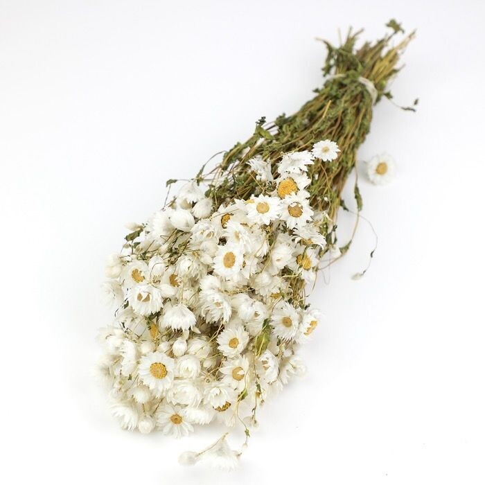 White Rodanthe Bunch