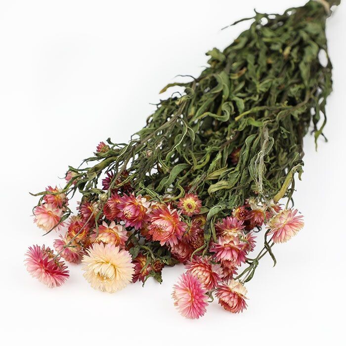 Light Pink Helichysum Bunch