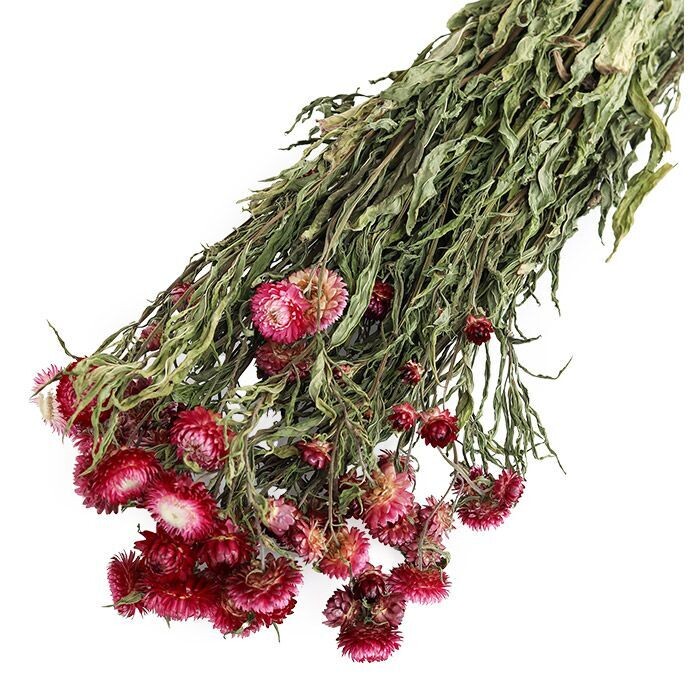 Dark Pink Helichysum Bunch