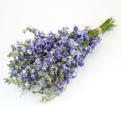 Blue Delphinium Bunch