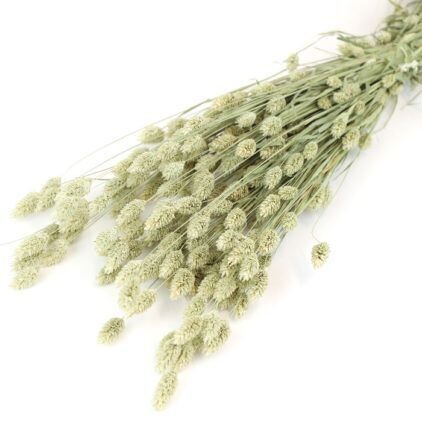 Natural Phalaris Bunch