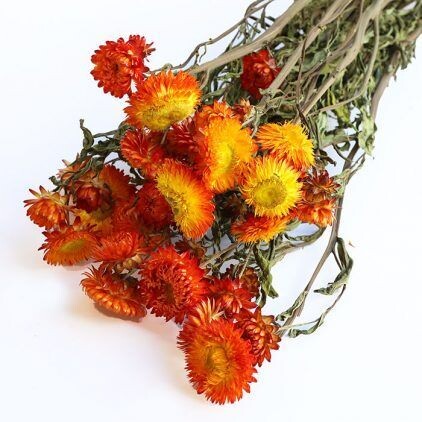 Orange Helichysum Bunch