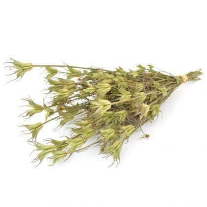 Nigella Orientalis Bunch