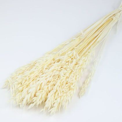 Bleached White Avena Bunch