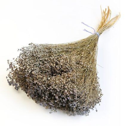 Purple Broom Bloom Bunch