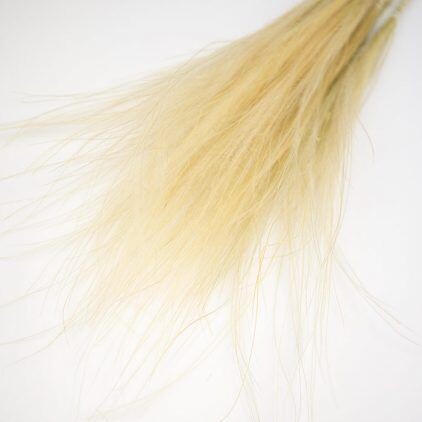 Stipa Penata Feather Grass Bunch