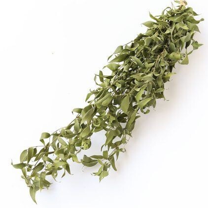 Dried Natural Ruscus Bunch
