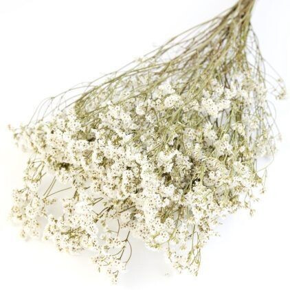White Limonium Bunch
