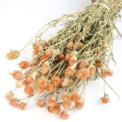 Orange Gomphrena Bunch
