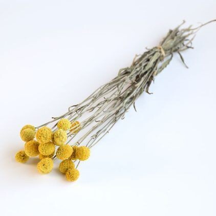Yellow Craspedia Bunch (10 stems)
