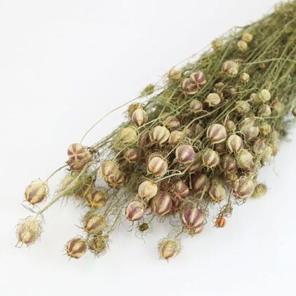 Nigella Pod Bunch