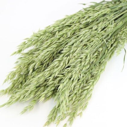 Oat Bunch