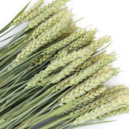 Wheat Bunch