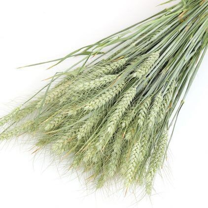 Bearded Wheat Bunch
