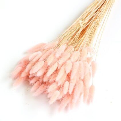 Pastel Pink (Dyed) Lagurus Bunch