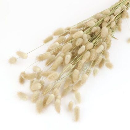 Natural Lagurus Bunch