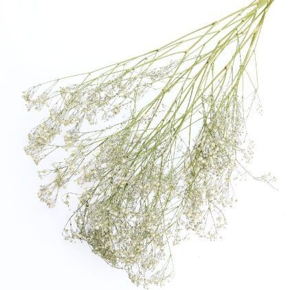 Gypsophila Bunch