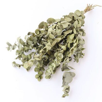 Eucalyptus Bunch