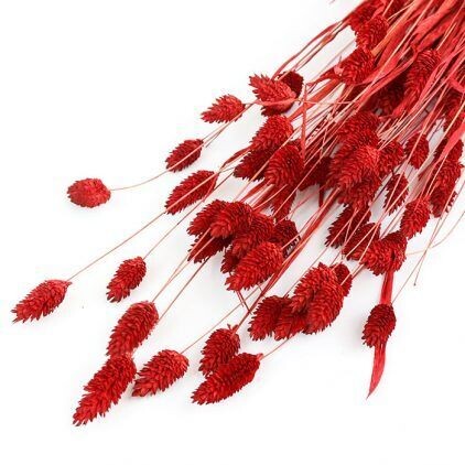 Red Phalaris Bunch (Dyed)