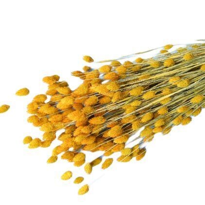 Yellow Phalaris Bunch (Dyed)
