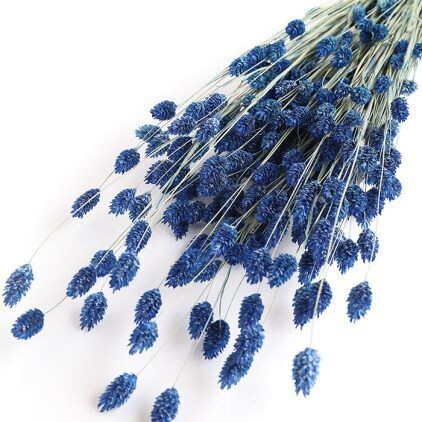 Cobalt Blue Phalaris Bunch (Dyed)