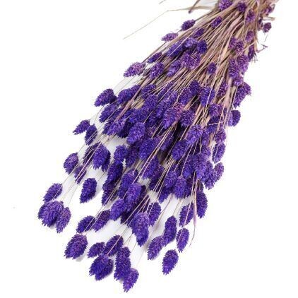 Violet Phalaris Bunch (Dyed)