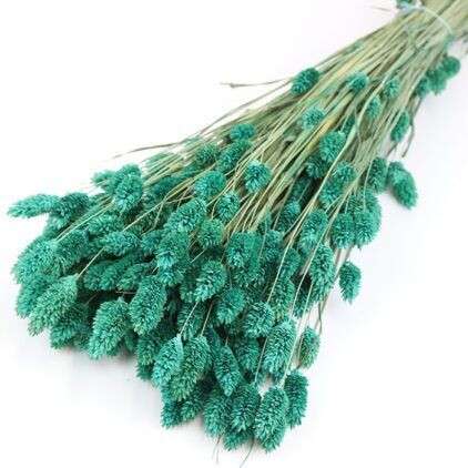 Green Phalaris Bunch (Dyed)